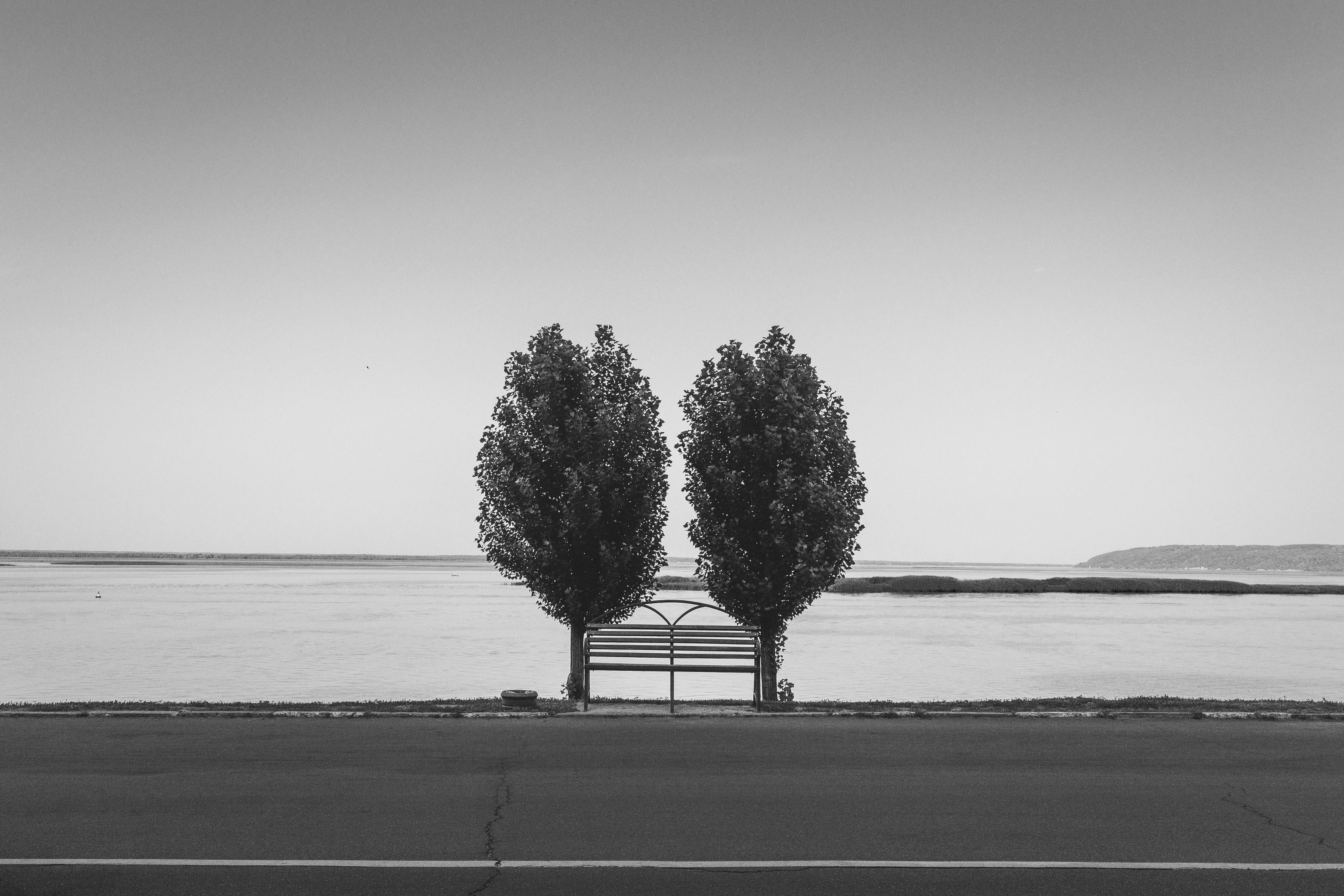 two trees near bench with no people